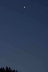 Viewing the moon in the sky above the fir trees early in the morning