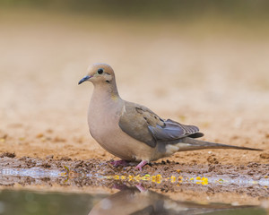 Mourning Dove at Pond