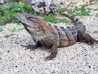 Black Spiny-Tailed Iguana Close-up, Mexico