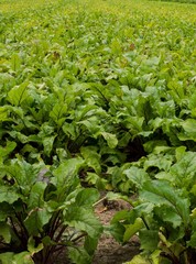 Beet plants