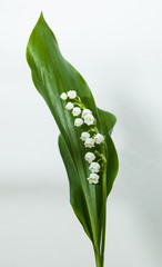 Fototapeta premium lily of the valley with 13 bells lucky