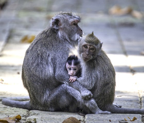 Long-tailed macaque monkeys with baby in Ubud monkey forest, Bali, Indonesia
