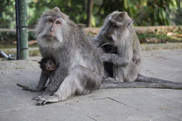 Long-tailed macaque monkeys with baby in Ubud monkey forest, Bali, Indonesia