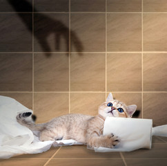 A small frightened kitten lies and hugs a roll with toilet paper, on the wall a shadow of the hand...
