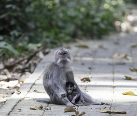 Long-tailed macaque monkeys with baby in Ubud monkey forest, Bali, Indonesia