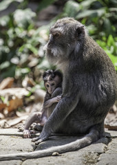 Long-tailed macaque monkeys with baby in Ubud monkey forest, Bali, Indonesia