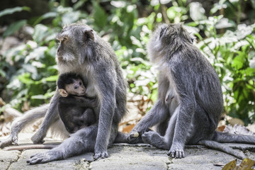 Naklejka na ściany i meble Long-tailed macaque monkeys with baby in Ubud monkey forest, Bali, Indonesia