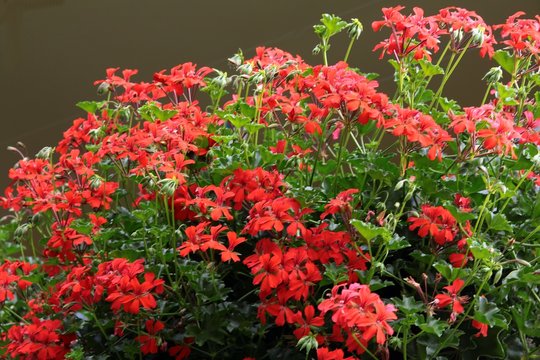 red flowers of geranium potted plant