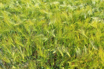 field of barley with barley ears