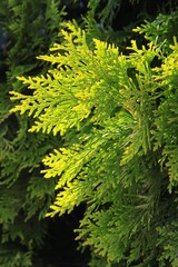 green leaves of thuja coniferous tree