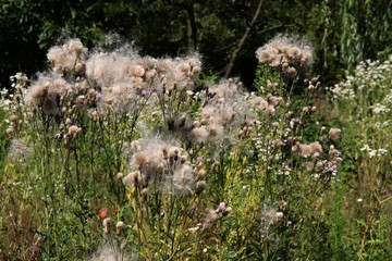 thistle wild plant with fluffy seeds in summer