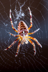 Extreme closeup macro of domestic spider in the web with dark background
