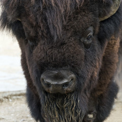 American bison