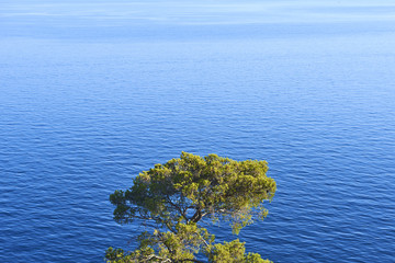 landscape with a lonely pine tree on the background of the sea