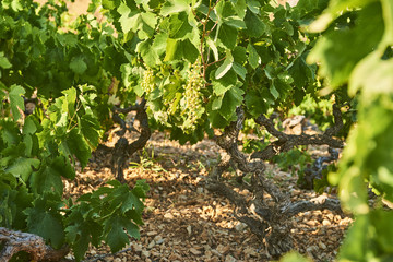 Vineyard near Sveta Nedilja, officially known as Sveta Nedjelja, is a small village on the Croatian island of Hvar. It is located near the town of Hvar 