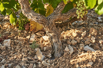 Vineyard near Sveta Nedilja, officially known as Sveta Nedjelja, is a small village on the Croatian island of Hvar. It is located near the town of Hvar 