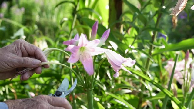 Amarcrinum Flower Being Pruned by Gardener