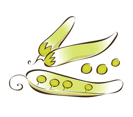 Green peas vector illustration, isolated on white background.