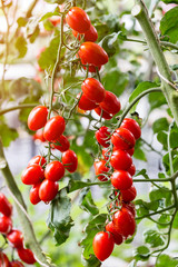 red cherry tomato