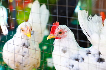 chicken in cage