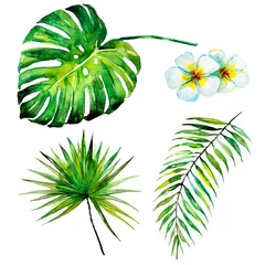 Crédence de cuisine en verre imprimé Palmier belles feuilles et fleurs de palmiers tropicaux, aquarelle