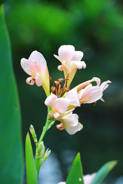 light pink Canna lily
