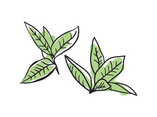 Fototapeta premium Green tea hand drawn icon isolated on white background vector illustration. Indian ethnic culture element.