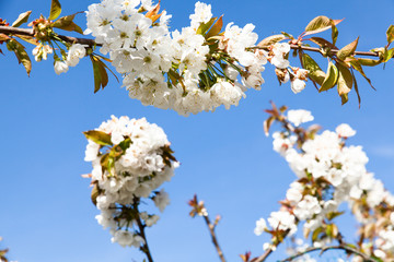 Cherry Blossom 