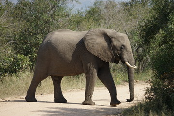 Fototapeta na wymiar Afrikanischer Elefant Krüger Nationalpark