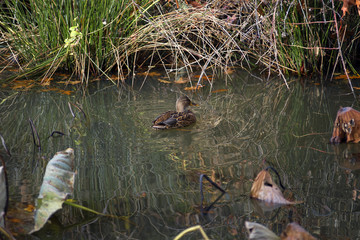 Duck in a pond.