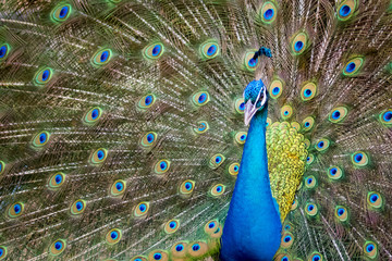 Image d& 39 un paon montrant ses belles plumes. animaux sauvages.