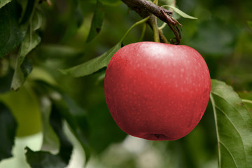Beautiful red apple background wallpaper