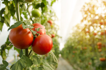 Beautiful tomatoes plant on branch  in green house in foreground, shallow dept of field, copy space , organic tomatoes  - obrazy, fototapety, plakaty