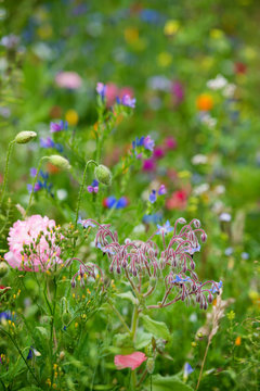 Bunte Wildblumenwiese