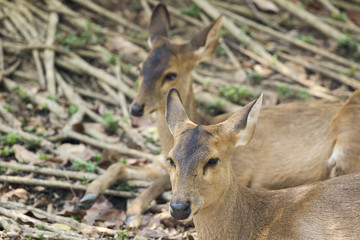 Image of a deer on nature background. wild animals.