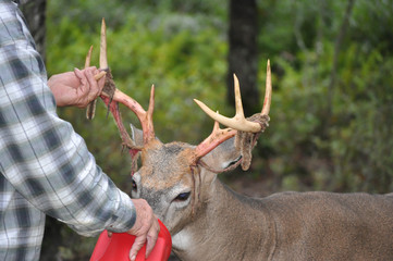 Whitetail buck deer with man holding it's velvet shedding antlers in Hawley the Poconos Pennsylvania