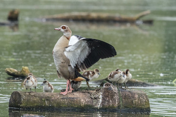 Nilgans mit küken