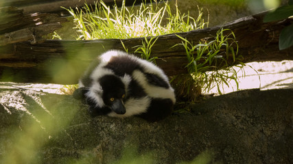 Fototapeta premium lemur