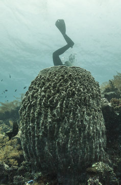 Diving Amed, Bali