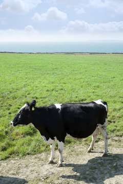 black and white cow on the  kerry coast