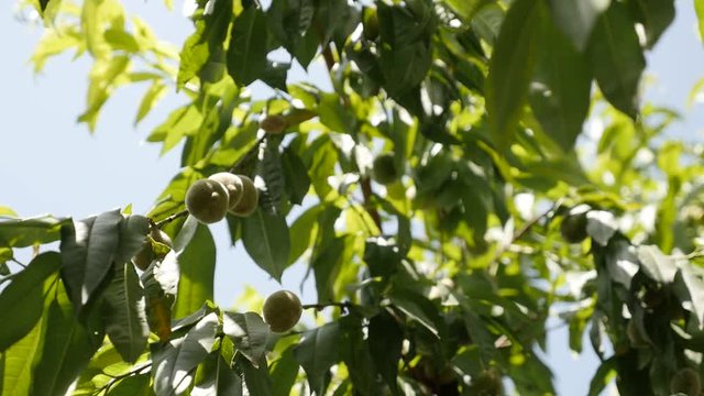Tree branches with young green peach close-up slow-mo 1080p FullHD footage - Slow motion of organic Prunus persica fruit 1920X1080 HD video 