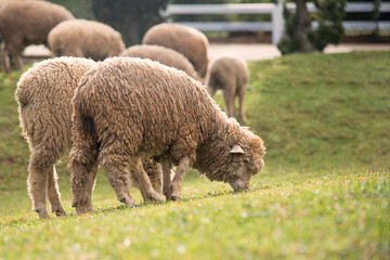 Sheep in the open field
