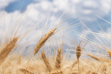 Spica Field  Close- up with Cloudy and Blue Sky Background
