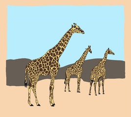 Three Giraffes in Etosha National Park, Namibia.