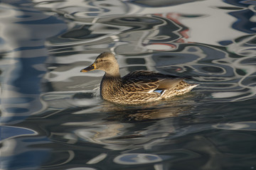 Duck with strange reflections.