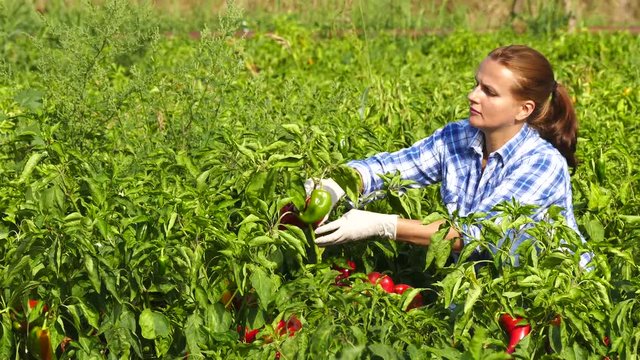 Woman farmer picking red paprika in the agricultural field