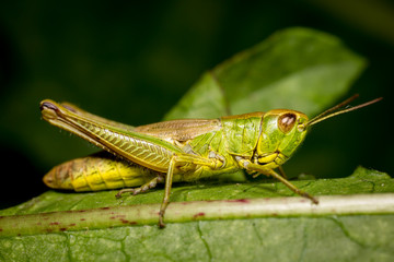 Grashopper high quality macro