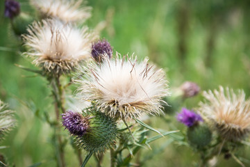 thistle