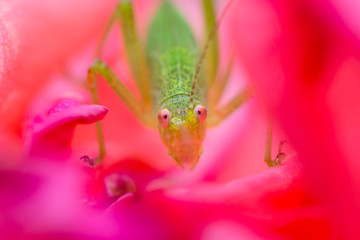 Grasshopper in a rose close up background wallpaper