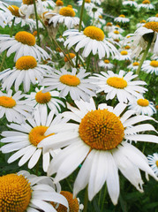 Fototapeta premium Chamomile in a field on a summer day. Сamomile, daisy